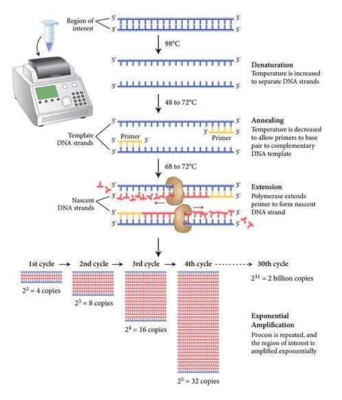 PCR: Amplificación del ADN 1) Denaturación 2) Hibridación 3) Extensión Protocolo no complejo