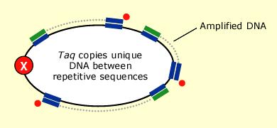 PCR Regiones repetitivas variables (Versalovic et al, 1991) Amplificación de elementos repetitivos del cromosoide: REP-PCR, ERIC-PCR, VNTR (MLVA, multiple locus VNTR analysis),