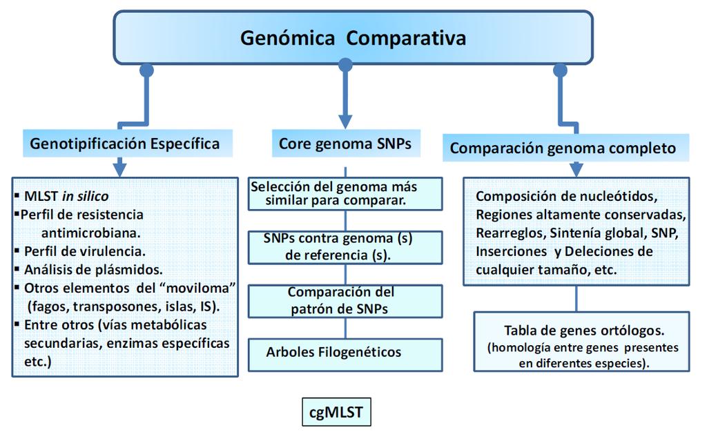 3.3) Secuenciación de genomas completos Secuenciación genoma