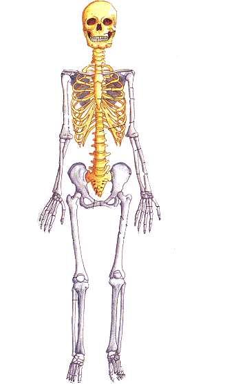 El esqueleto apendicular conforma las extremidades del cuerpo (brazos, manos piernas y pies) y es la parte del esqueleto más movible.