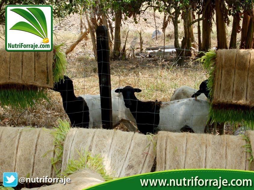 Es una atractiva producción de pasto, ideal para ser suministrados a ovinos, cerdos, terneros, vacas de