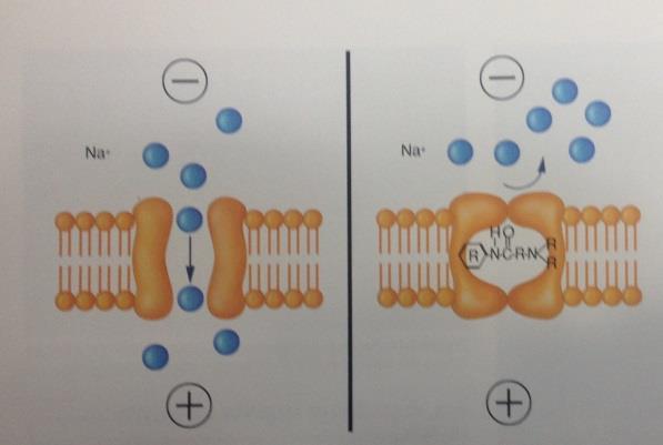 Ilustración 4: mecanismo de acción de los anestésicos, teoría del receptor específico.