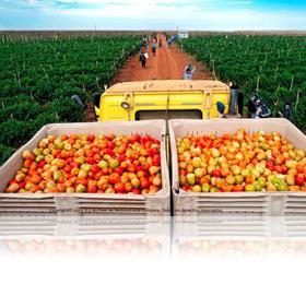 Actividad Económica Producción de tomate, Sinaloa Fuente: