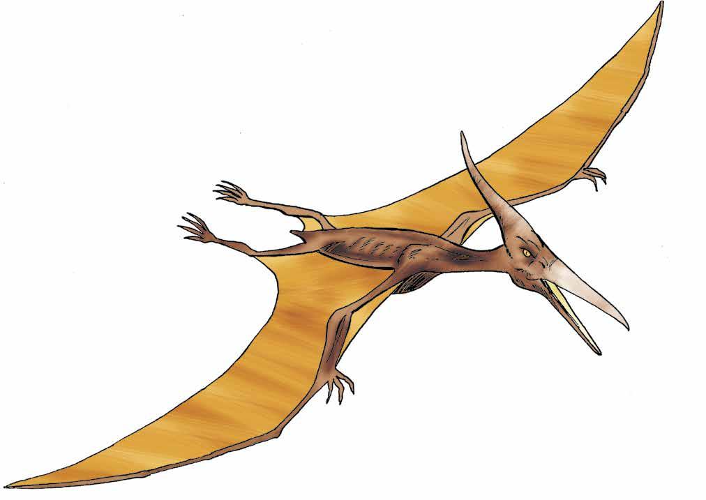 Pteranodon Era un reptil volador, sus alas medían siete a ocho metros, mucho más que las de cualquier ave conocida, ya sea viva o extinta.