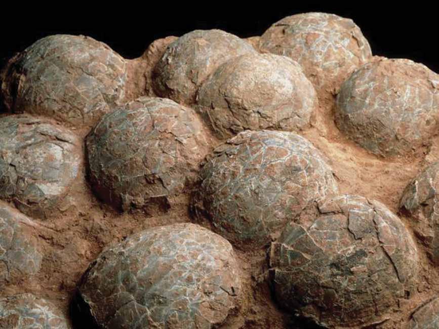 Las crías de los dinosaurios En 1978, en Montana, Estados Unidos los paleontólogos encontraron un nido de huevos de dinosaurios. Los huevos estaban quebrados y medían 20 centímetros.