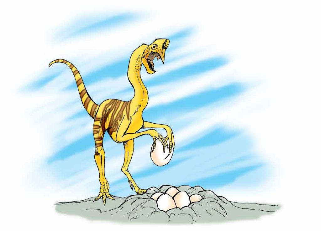 Habían otros dinosaurios que se dedicaban a robar huevos de dinosaurios de los nidos. Eran rápidos y muy ágiles. Andaban sobre dos patas y con las patas delanteras robaban los huevos.