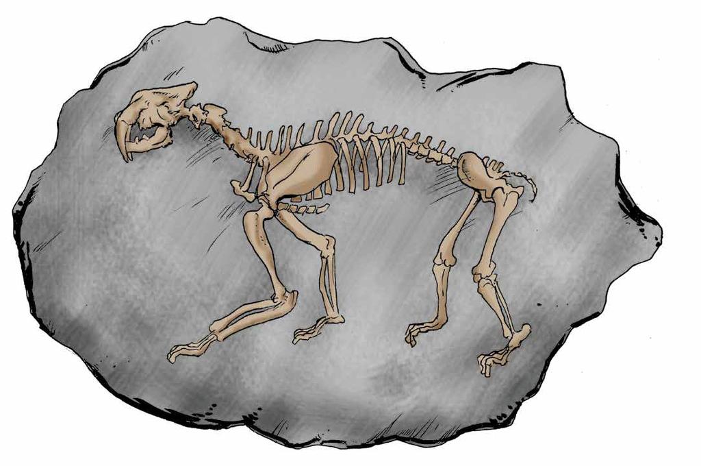 Los dinosaurios Fósil de un dinosaurio en la tierra Los dinosaurios eran animales reptiles que vivieron hace 200 millones de años.