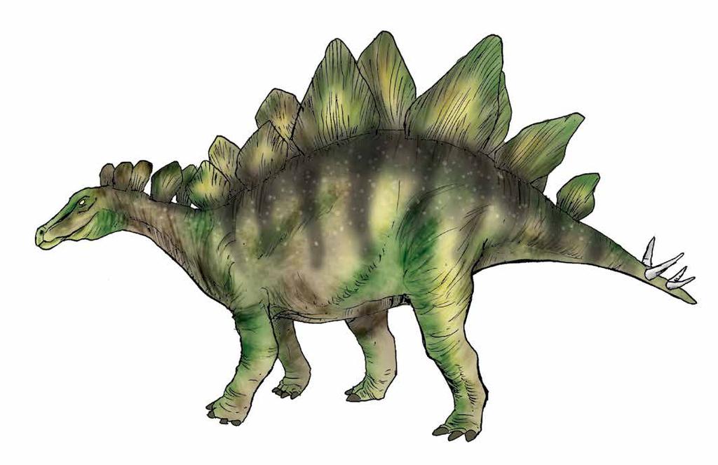 Estegosaurio Era herbívoro, y sus patas traseras eran más largas que los brazos; probablemente andaba en cuatro patas o corría sobre las traseras.