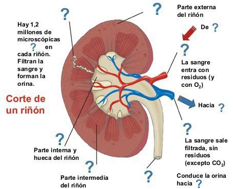 El riñón entra en http://iessuel.org/ccnn/ y encontrarás ayuda Pon números junto a los signos de interrogación del dibujo.