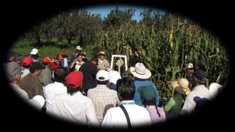 1996 Producción de semilla en los Llanos de Serdán