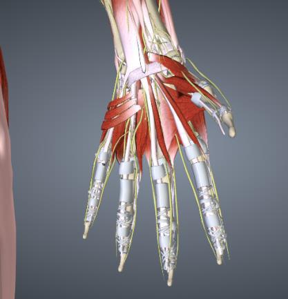 Se concluyó que la palma de la mano humana no es plana, que los metacarpos de los dedos así como los arcos carpiano y
