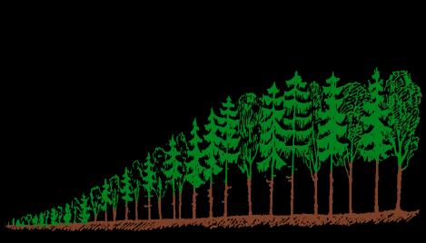 BAJO: Bosques regenerados por retoños de tocón MÉTODOS DE