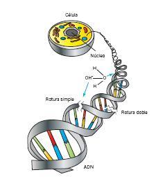 Qué efectos produce la radiación ionizante? Rotura del ADN celular: Directamente por la interacción de la radiación. Acción de radicales libres OH -.