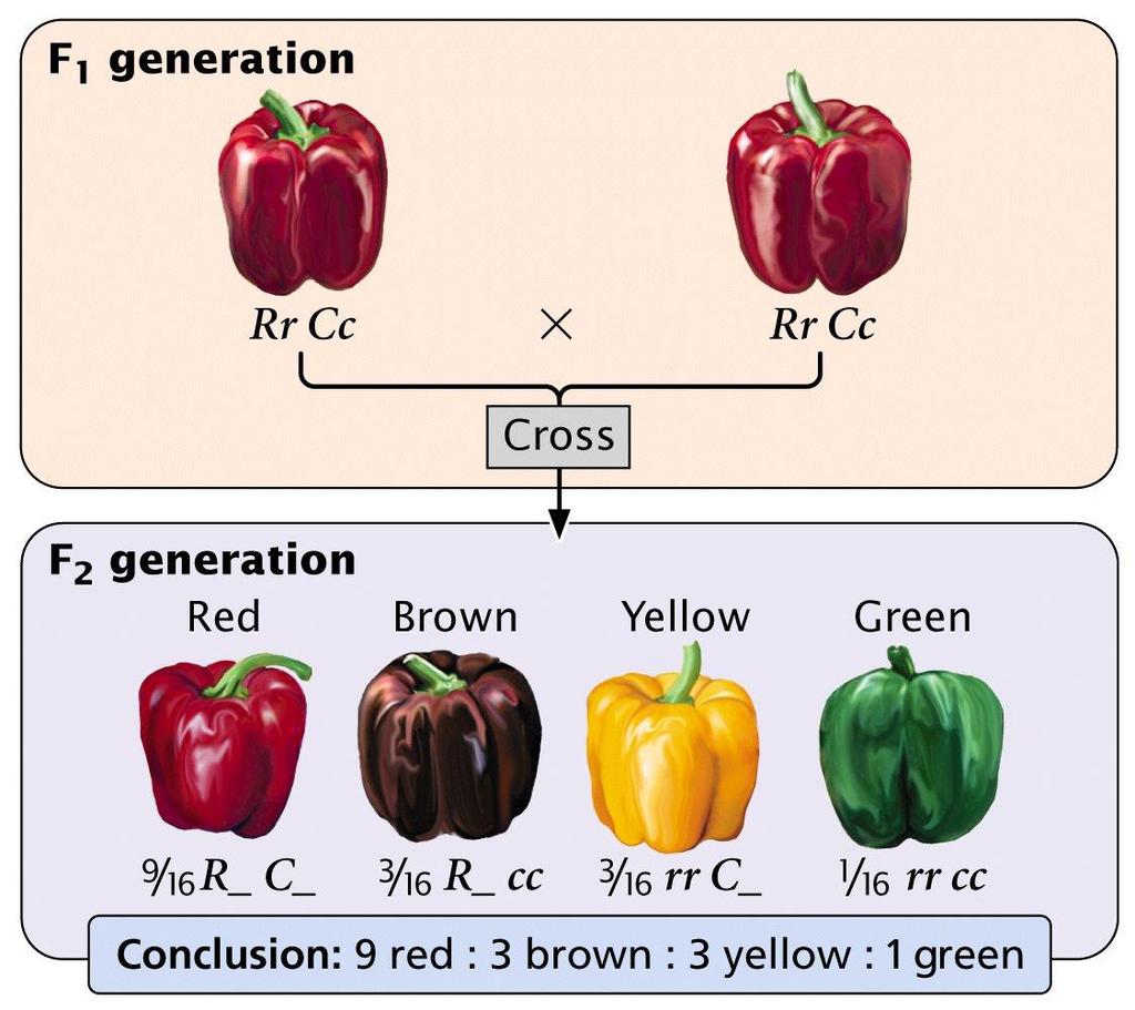 X C,c Pigmento Rojo + Pigmento Amarillo La cantidad