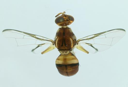 espículas. Ovipositor de la hembra: Cubierta de ovipositor sin cerdas en la parte apical, punta aguda. 5.