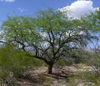 pesos en el año 2012 en Tamaulipas, principalmente se obtiene del ébano (Pithecellobium flexicaule), mezquite (Prosopis