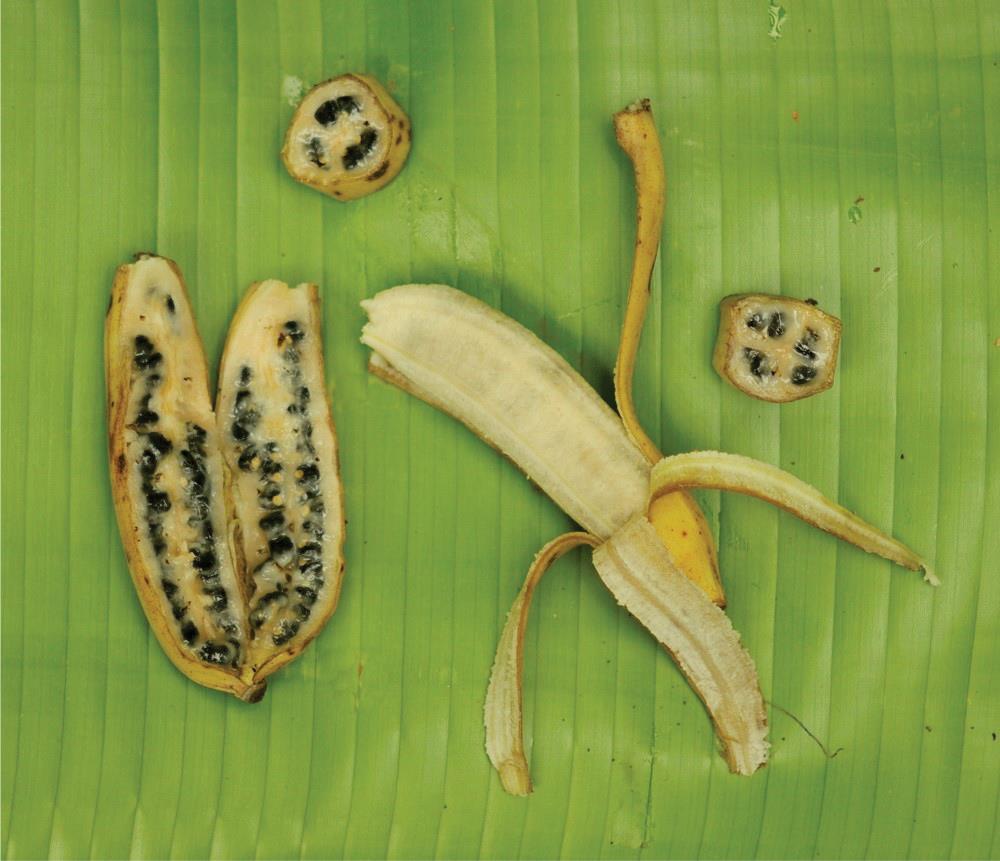 Figura 2. La gran cantidad de semillas que presentan los frutos del plátano tuna, lo hacen prácticamente incomible (Fotografía: Mireya Burgos Hernández).