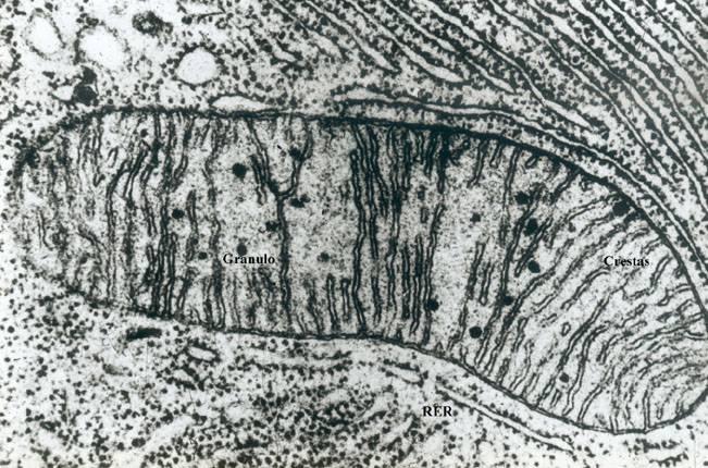 la matriz de: - mitocondrias