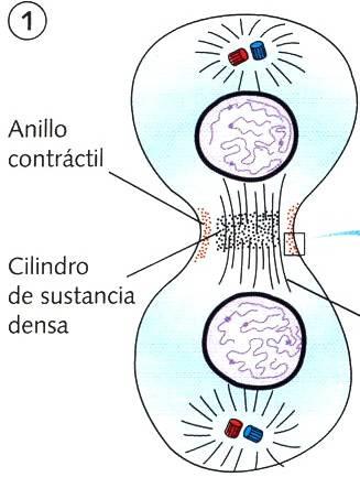 Citocinesis En células