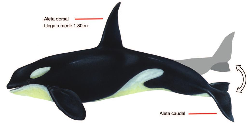 EVOLUCIÓN Orca Orcinus orca Talla 8-10 mts.