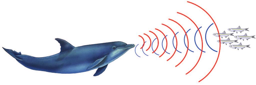 ECOLOCALIZACIÓN Guamachín Tursiops truncatus Los delfines y otros odontocetos emplean un sistema de orientación en el mar basado en la emisión de sonidos que se denomina ecolocalización; se trata de