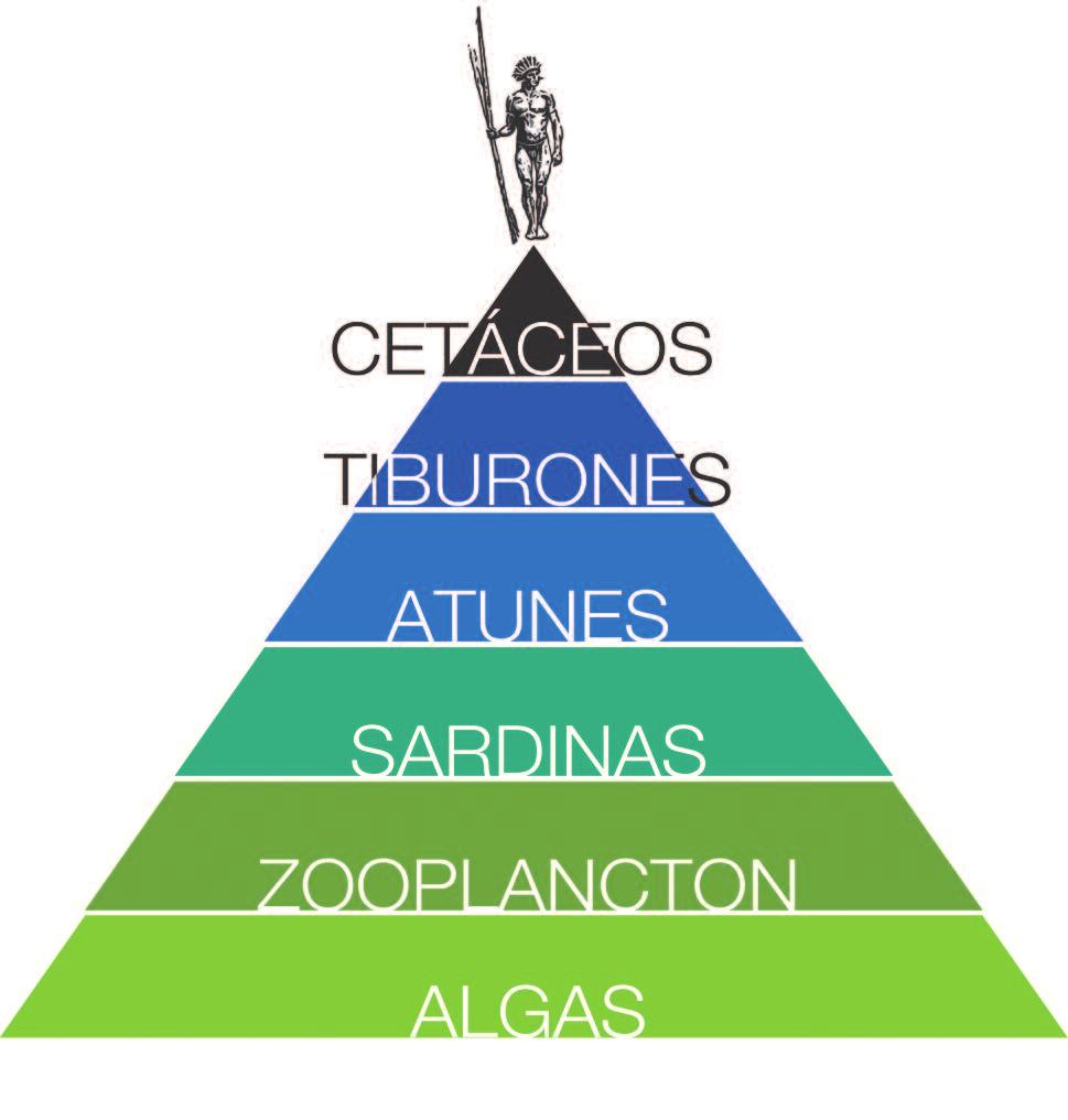 LA CONSERVACIÓN DE LOS CETÁCEOS Pirámide alimenticia Los cetáceos están protegidos por un conjunto de leyes, tratados y acuerdos nacionales e internacionales que prohíben su captura o