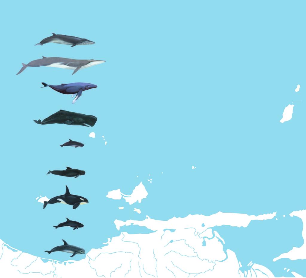 CETÁCEOS DE LA CUENCA NORORIENTAL DE VENEZUELA (ballenas) nombre común nombre científico tamaño y Peso AlimentAción en nuestros mares localización más común Ballena sardinera Bryde s whale