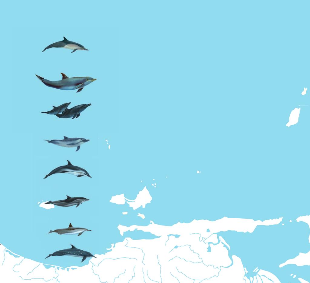 CETÁCEOS DE LA CUENCA NORORIENTAL DE VENEZUELA (delfines) nombre común nombre científico tamaño y Peso AlimentAción en nuestros mares localización más común tonina.
