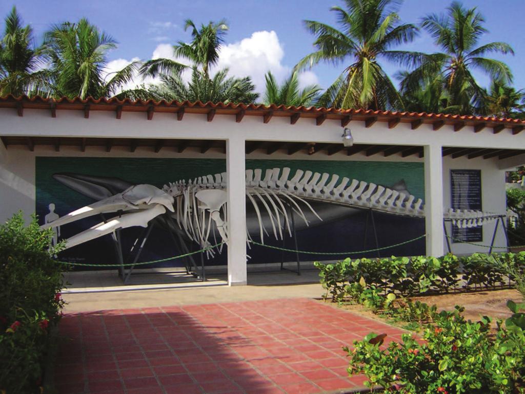 6 Esqueleto de ballena.