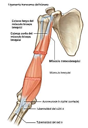 Visión anterior del brazo, músculos bíceps braquial (seccionado) y braquial. Imagen nº28 extraída del Libro Anatomía para estudiantes de Gray, 2da edición.