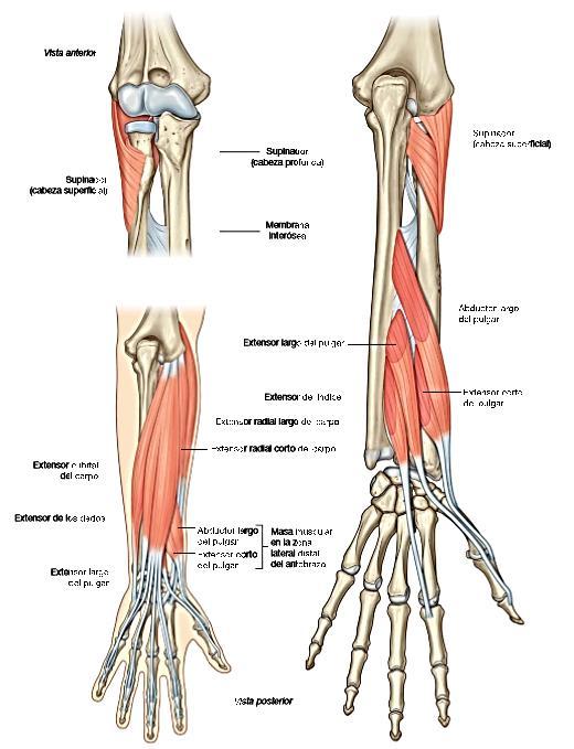 Visión posterior de los músculos del plano profundo del antebrazo. Imagen nº30 extraída del Libro Anatomía para estudiantes de Gray, 2da edición.