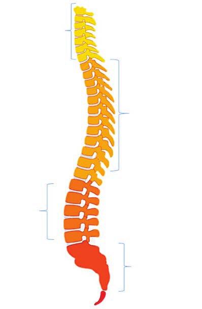 Rev.Medica.Sanitas 21 (1): 39-46, 2018 INTRODUCCION El presente artículo se ocupa de analizar una de las estructuras más importantes del sistema locomotor: la columna vertebral.
