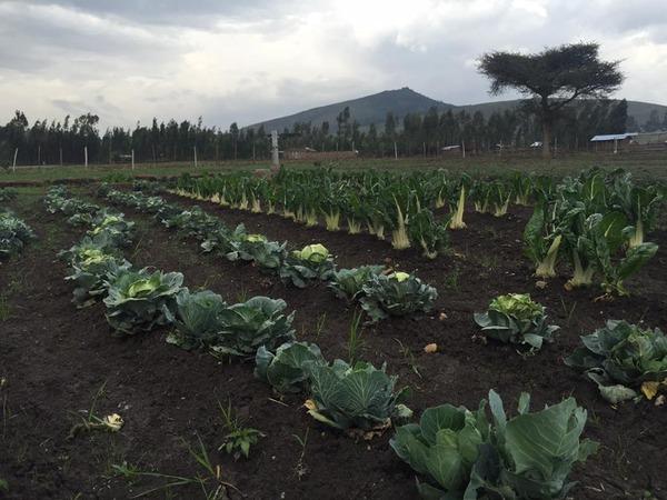 Walmara Parcela de agricultura Proyecto apoyo a la comunidad Tiene como objetivo la enseñanza a mujeres de nuevas técnicas agrícolas
