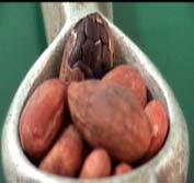 Calidad de la Semilla (%) Grasa Impurezas Primera Segunda Tercera 15-20 11-15 < 11 0-2 2-5 > 5 CACAO ( Theobroma cacao