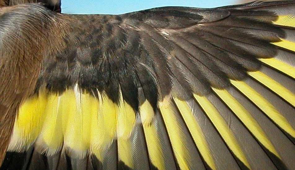 Determinación de la edad. Límite de muda en coberteras del ala: arriba adulto; abajo 1º año. MUDA Muda postnupcial completa, terminada entre mediados de septiembre y octubre.