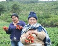 El PAR II pretende incrementar los ingresos de los pequeños productores organizados.