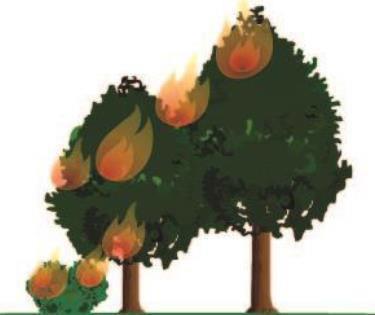 Medidas de Prevención de Incendios Forestales: Combustible