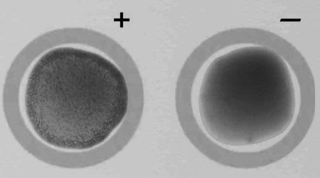 Consisten en la determinación del mecanismo bioquímico de resistencia. Detección de b-lactamasa con discos impregnados con una cefalosporina cromogénica que cambia de color cuando se hidroliza.