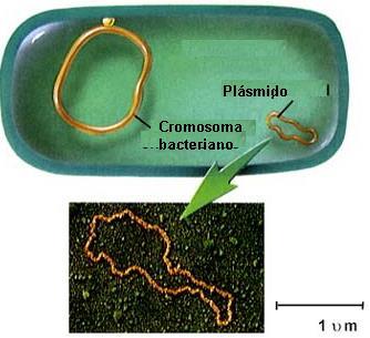 Genoma bacteriano: conjunto de elementos genéticos autorreplicativos que tiene una bacteria: 1. Cromosoma 2. Plásmidos 3.