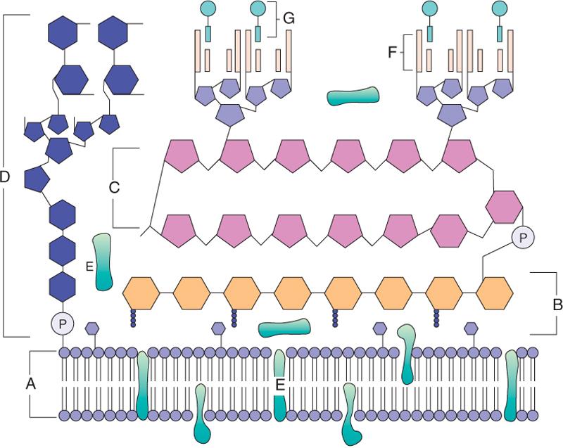 Pared celular de las micobacterias (A) membrana plasmática, (B) peptidoglicano, (C) arabinogalactano, (D) lipoarabinomanano con cabeza de manosa, (E) proteínas asociadas a la membrana plasmática y a