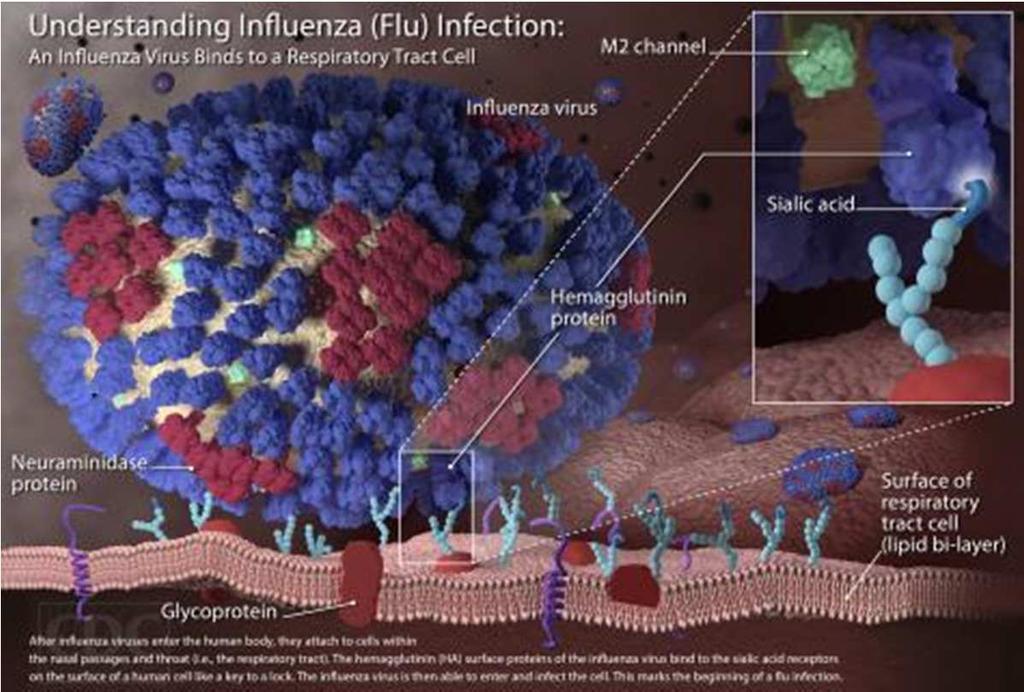 Que es la influenza Influenza es una enfermedad respiratoria contagiosa causada por los virus de influenza Es un