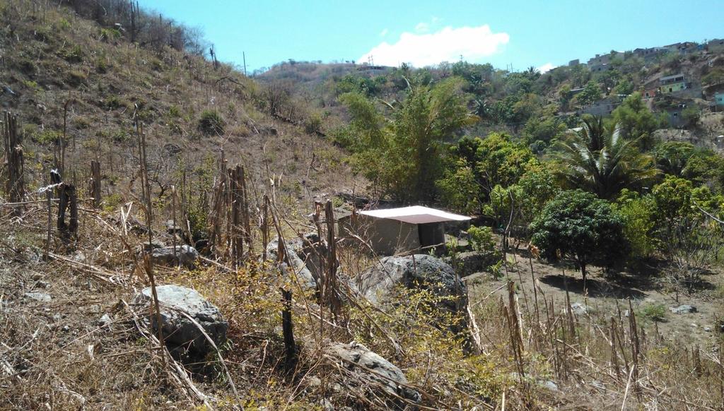 Pérdida de materia orgánica del suelo, Mayo 2012, Chicoasen, Chiapas Pérdida de carbono orgánico del suelo afecta