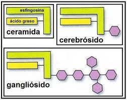 Glicoesfingolípids Els més abundants són: Cerebròsids: CERAMIDA + HEXOSA