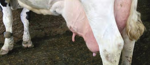 88 Los problemas podales y de ubre son algunos de los principales motivos para dejar de inseminar una vaca que se encuentre en retraso reproductivo Disponibilidad de recría: nuestra explotación