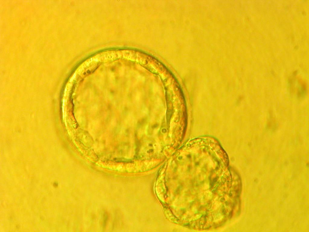 Reproducción Animal Conservación de recursos zoogenéticos Fisiología y tecnologías de la reproducción en pequeños rumiantes Embriología molecular, células troncales y transgénesis Reproducción