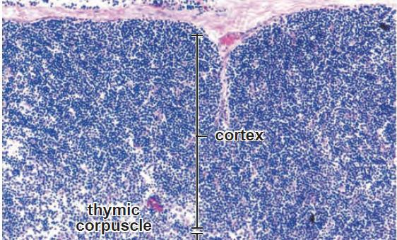 Órganos linfoideos primarios - Timo Corteza Linfocitos grandes y