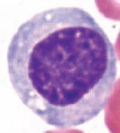 Células del tejido linfoideo Linfocitos Morfología homogénea, población funcionalmente heterogénea Núcleo redondo central Citoplasma escaso, fino halo perinuclear, sin gránulos específicos y con