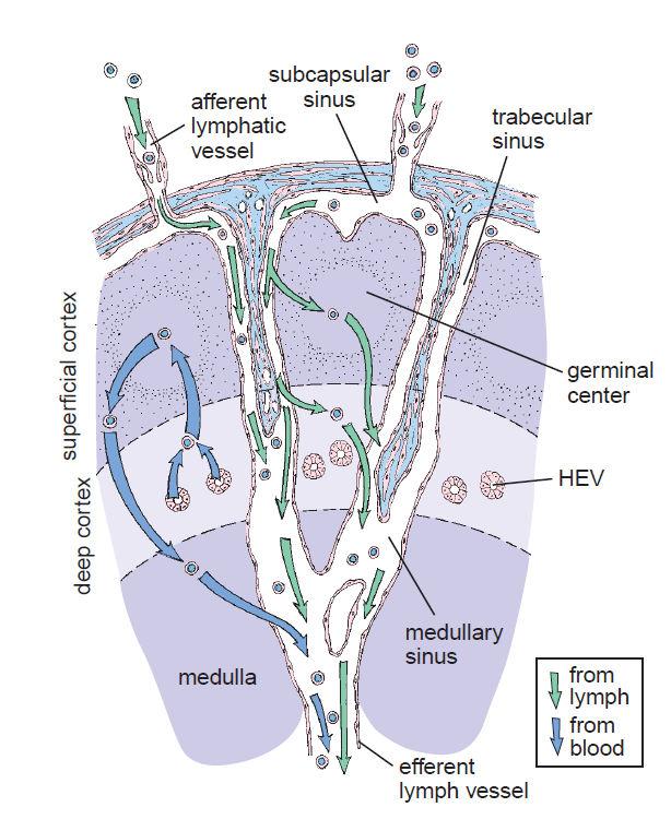 Ganglio linfático Circulación linfa: 1) vasos linfáticos aferentes 2) seno