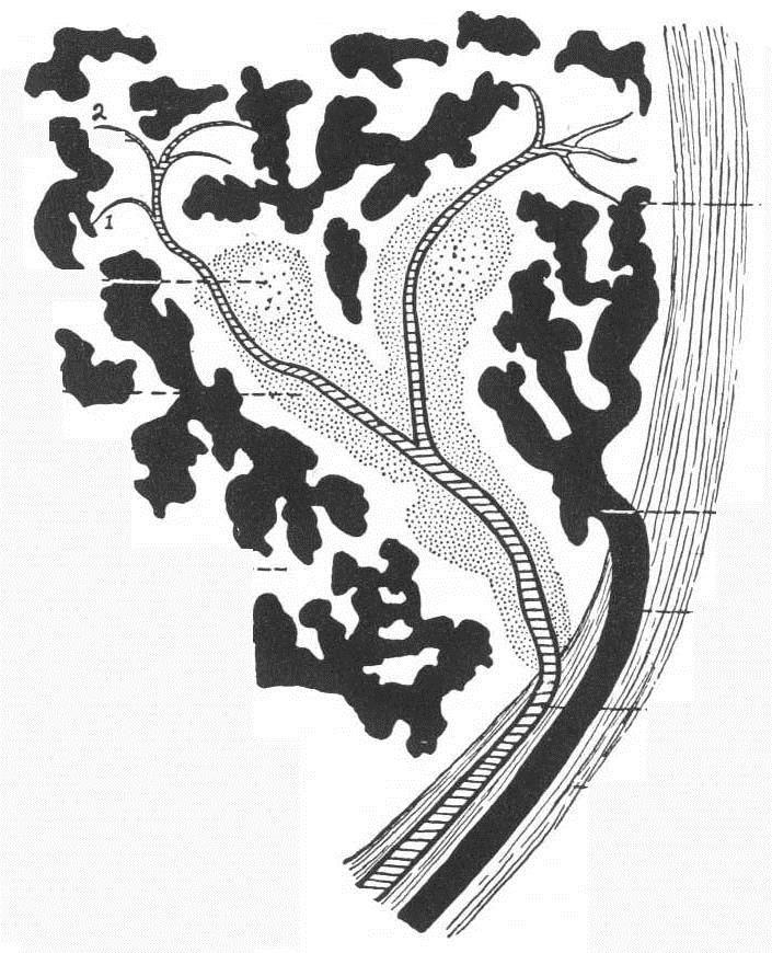 Bazo Arteria trabecular Arteria central Arteria corpuscular Arteria pulpar