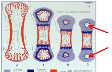 Zona EPIFISIS: presenta cartílago hialino que forma nuevos condrocitos Zona DIÁFISIS: se produce la degeneración de esos condrocitos y la sustitución del cartílago por hueso.
